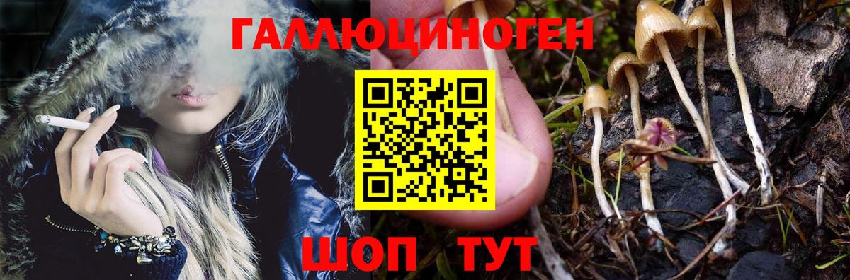 Галлюциногенные грибы Psilocybine cubensis Мурманск